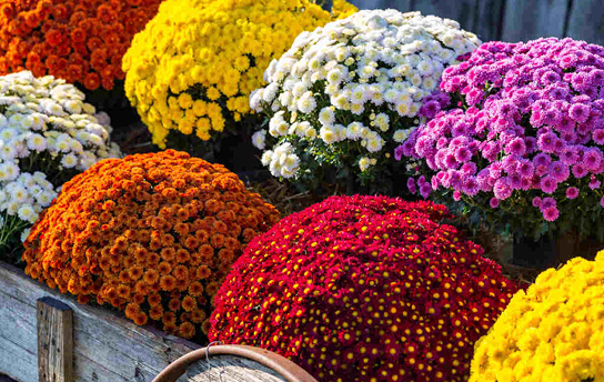 Anticiper les plantations de printemps