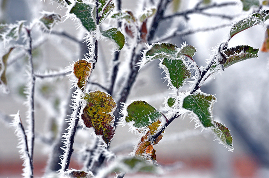 Conseils locaux pour la région de Noville et du Chablais