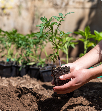 Semer tomates, poivrons et piments