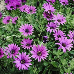 Plantes d’extérieur​ - galerie image 2