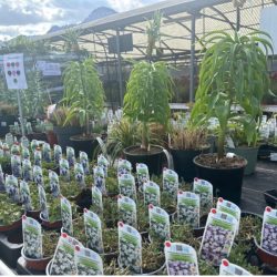 Plantes d’extérieur​ - galerie image 3