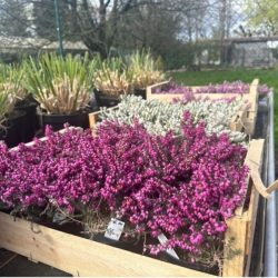 Plantes d’extérieur​ - galerie image 4