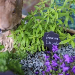 plantes aromatiques - galerie carrousel - bronnimann garden centre noville - 2