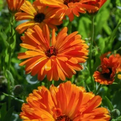 plantes & fleurs - galerie carrousel - bronnimann garden centre noville - 1