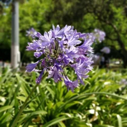 plantes & fleurs - galerie carrousel - bronnimann garden centre noville - 3