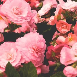 plantes & fleurs - galerie carrousel - bronnimann garden centre noville - 5