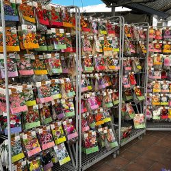 semis-fleurs-gardencentrenoville